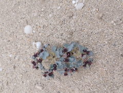 Euphorbia copiapina