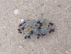 Euphorbia copiapina