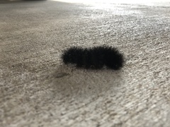 Hypercompe scribonia