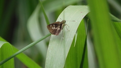 Polytremis lubricans