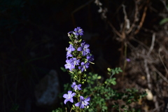 Campanula pyramidalis