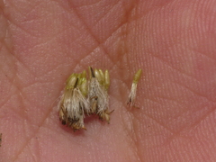 Solidago arguta