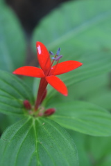 Crusea coccinea