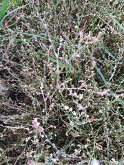 Polygonum aviculare