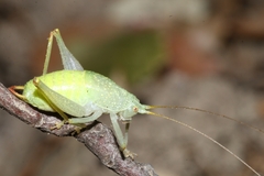 Cyrtaspis scutata