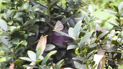 Pseudozizeeria maha okinawana