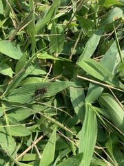 Allonemobius fasciatus