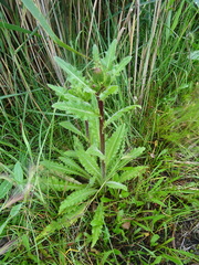 Cirsium acaule esculentum
