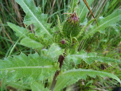 Cirsium acaule esculentum