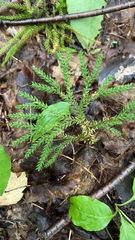 Dendrolycopodium dendroideum
