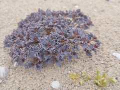 Euphorbia copiapina