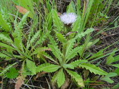 Cirsium acaule esculentum