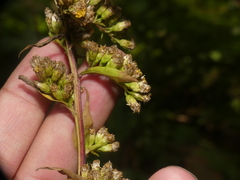 Solidago arguta