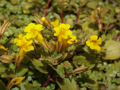 Erythranthe glabrata