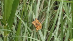 Polygonia c-aureum