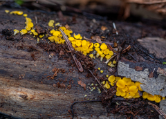 Calycina citrina