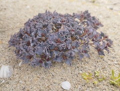 Euphorbia copiapina