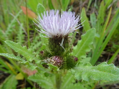 Cirsium acaule esculentum