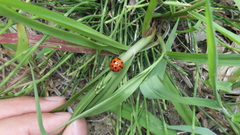 Harmonia octomaculata