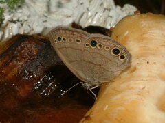 Hermeuptychia sosybius