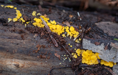 Calycina citrina