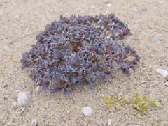 Euphorbia copiapina