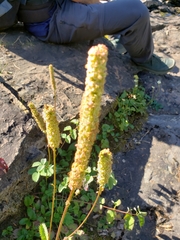 Sanguisorba stipulata