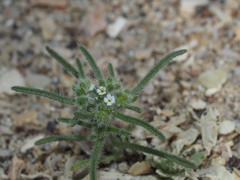 Cryptantha hispida