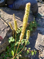 Sanguisorba stipulata