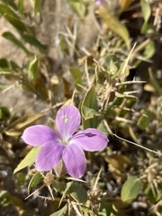 Barleria lanceolata