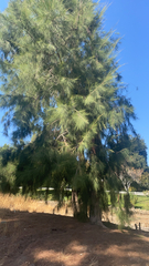 Casuarina equisetifolia