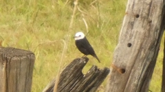 Arundinicola leucocephala