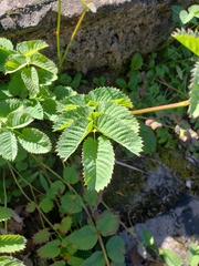 Sanguisorba stipulata