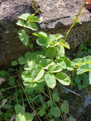 Sanguisorba stipulata