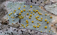 Lecanora symmicta