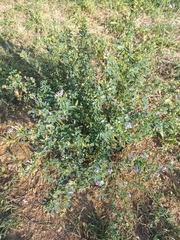 Medicago sativa sativa