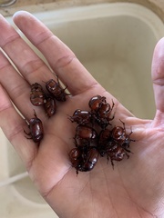 Pentodontini