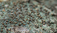 Lecanora strobilina