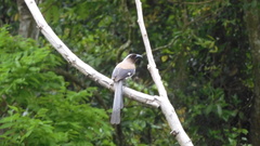 Dendrocitta formosae