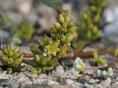 Dioscorea fastigiata