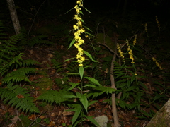 Solidago curtisii
