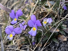 Viola aethnensis