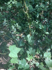 Ampelopsis