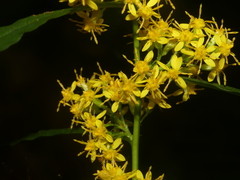 Solidago curtisii