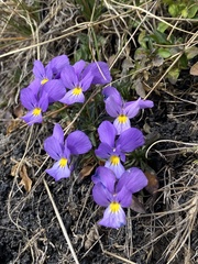 Viola aethnensis