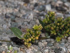 Dioscorea fastigiata