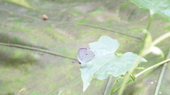 Neopithecops zalmora