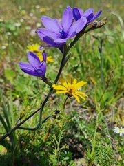 Babiana angustifolia