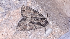Platypolia mactata