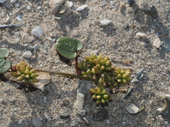 Dioscorea fastigiata